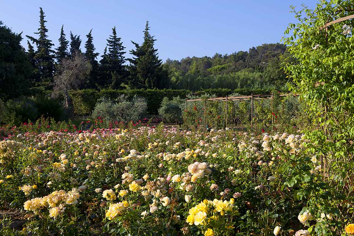 Domaine-Saint-Remy-de-Provence