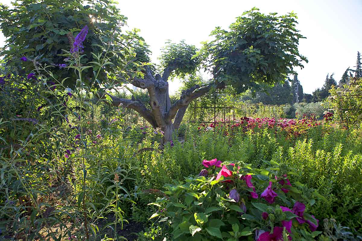 Domaine-Saint-Remy-de-Provence