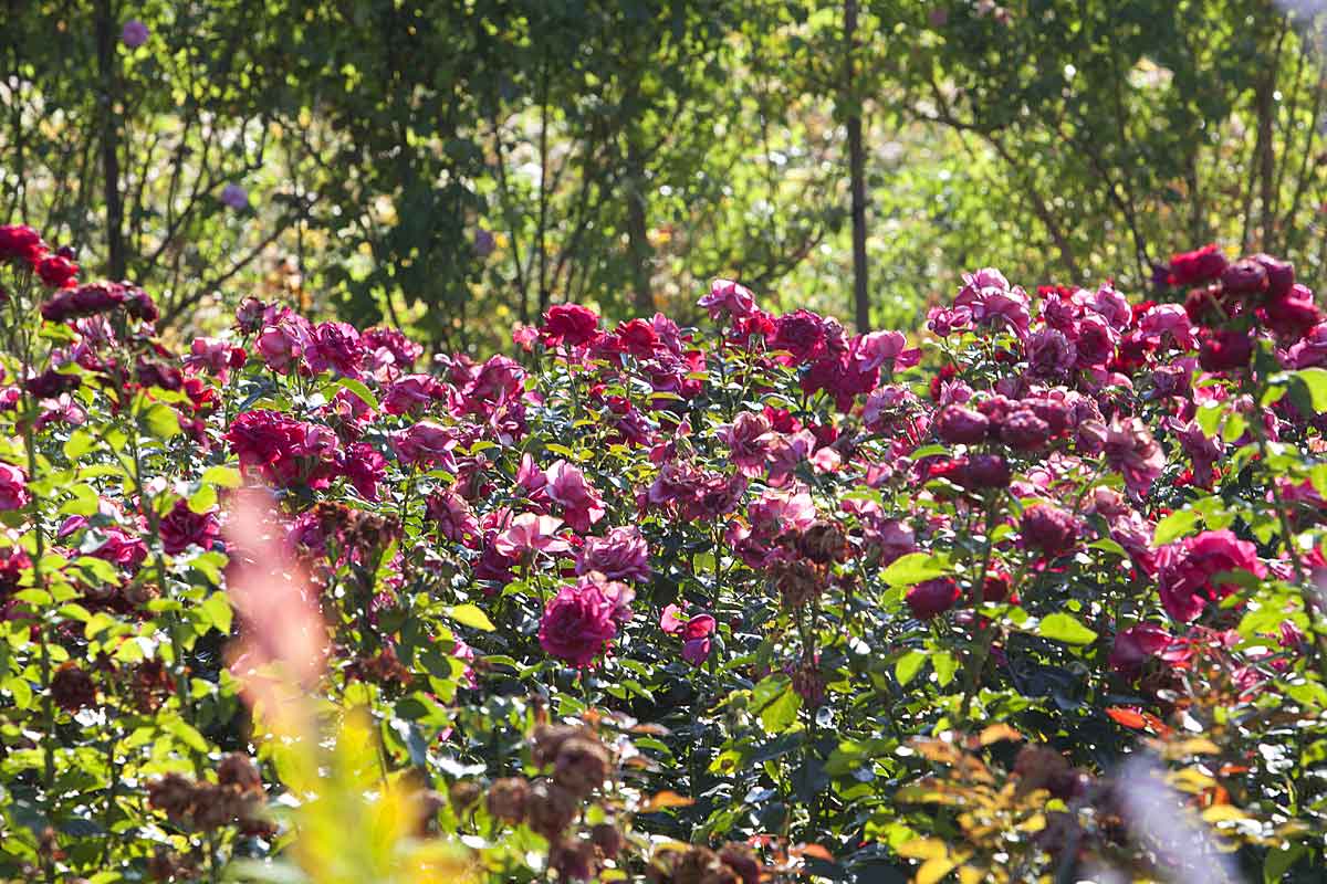 Domaine-Saint-Remy-de-Provence