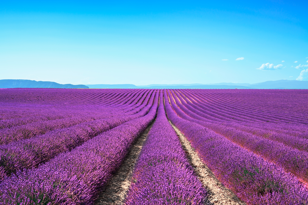 Regional Picture - Provence